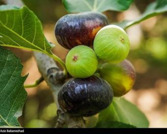 خواص و فواید معجزه‌آسای انجیر ؛ جلوگیری از پیری زودرس تا پیشگیری از سکته‌های مغزی و قلبی